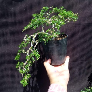 Linh sam 86 bonsai siêu đẹp