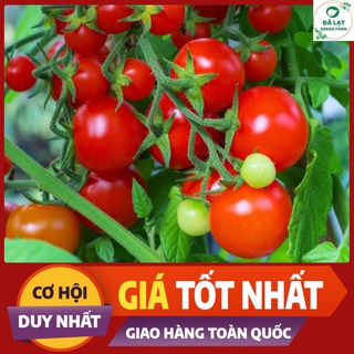 🍅 CÀ CHUA BI ĐỎ_30 HẠT🍅