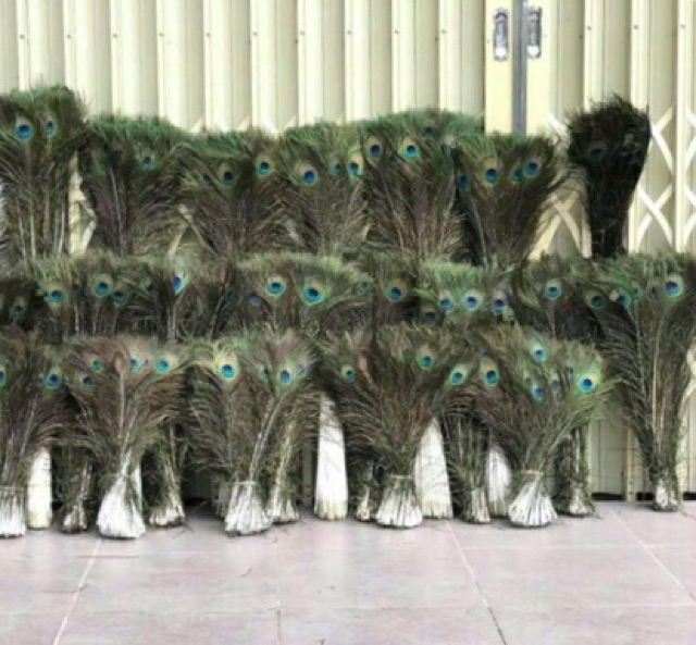 Lông công 90cm phong thủy tự nhiên | BigBuy360 - bigbuy360.vn