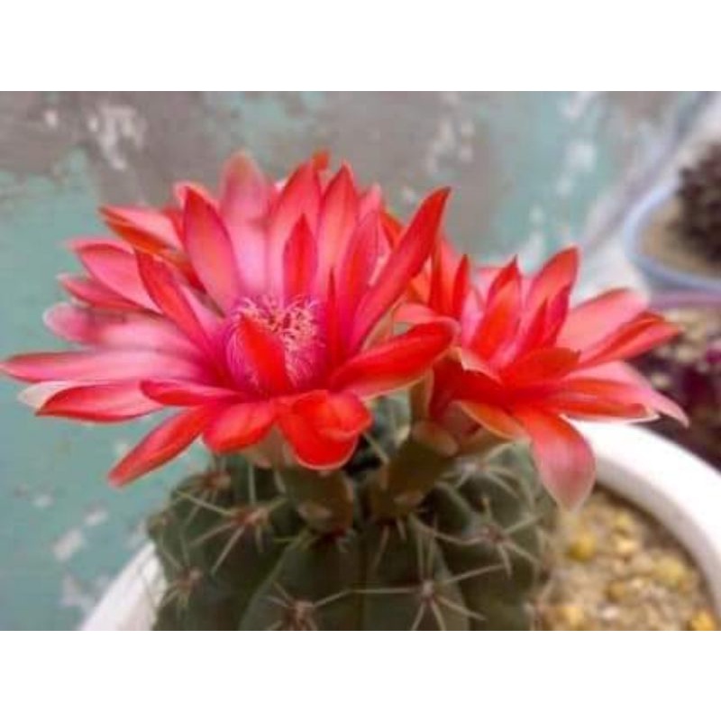 Xương Rồng Thần Long Hàng Gieo Hạt  size 4cm đã đủ tuổi cho hoa