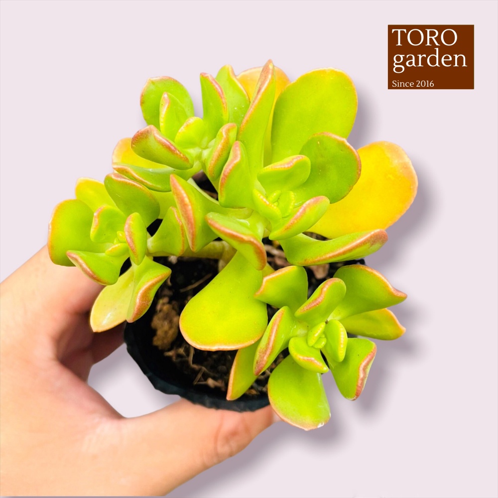 Sen đá thạch bích lá xoăn Đà Lạt size bé cây cảnh trang trí nhà cửa Toro garden