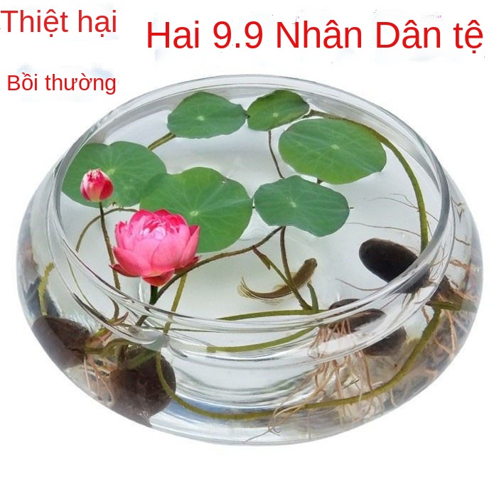 Bình thủy tinh chậu hoa thủy canh hoa chậu cây xanh cây thủy tinh bình thủy tiên hoa thủy tiên bát sen đồng tiền cỏ hoa