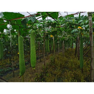 Miếng rửa chén xơ mướp VKIT