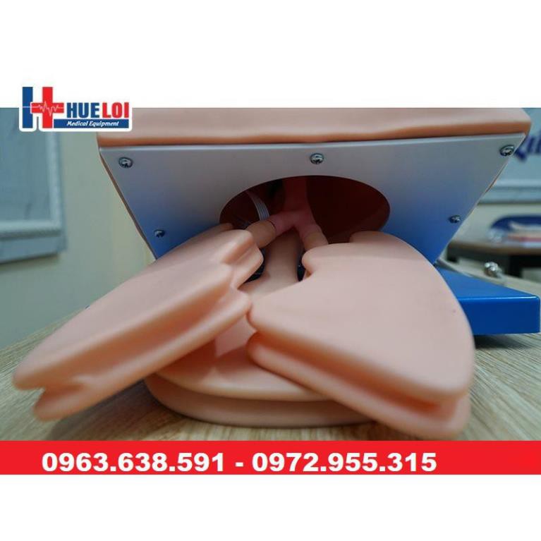 MÔ HÌNH THỰC HÀNH ĐẶT NỘI KHÍ QUẢN