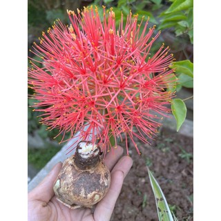 🍀BAO CHẤT🍀Củ hoa Hồng Tú cầu