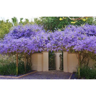 Cây giống hoa mai xanh - Hoa của đam mê sắc nắng - Trang Flowers