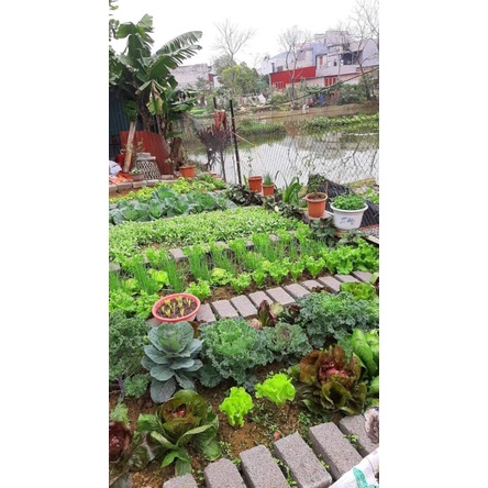 1kg đất thịt hữu cơ đã pha trộn tro dơm, trấu, xơ dừa, bã đậu