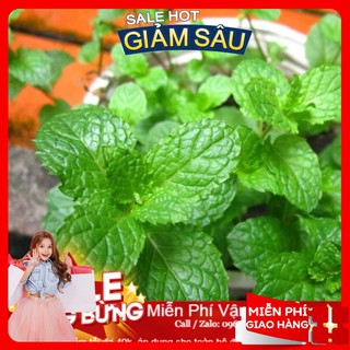 Hạt Giống Húng Bạc Hà - 100 Hạt / Gói
