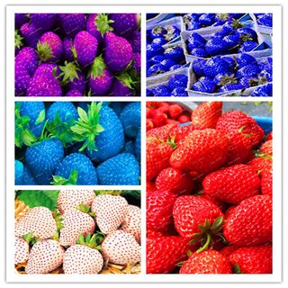 Hạt giống dâu tây mix