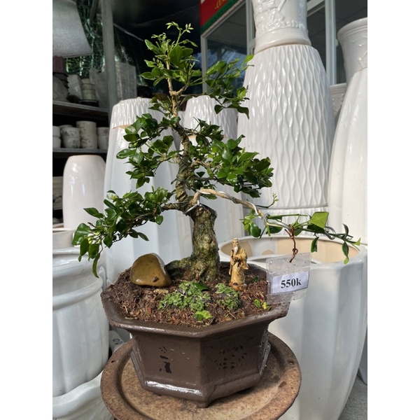 Bộ chậu cây Nguyệt Quế bonsai để bàn