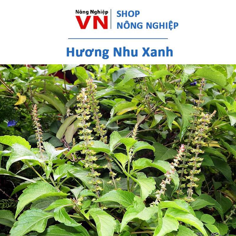0,5 Gram Hạt giống hương nhu xanh