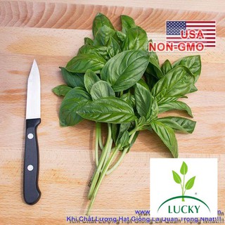 400h Hạt Giống Húng Tây Basil Ý Genovese (Ocimum basilicum)  THANHHUONG
