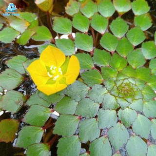 Cây Thủy Sinh Ấu Thái