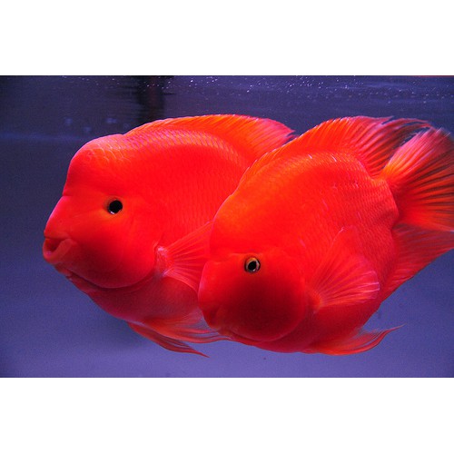 BỘT CAROPHYLL-Lên màu đỏ cho cá cảnh- GÓI 1GR