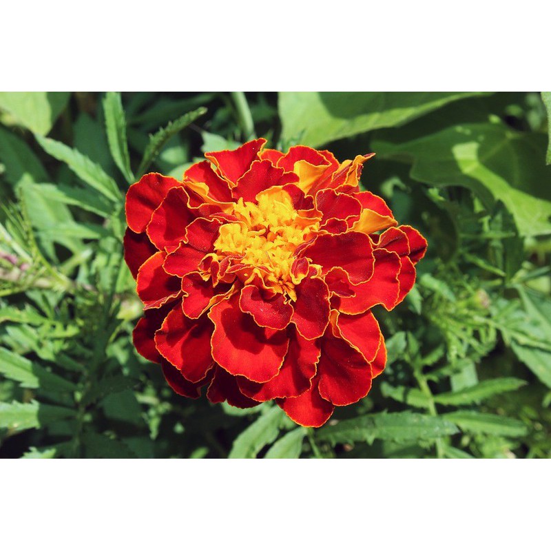 HẠT GIỐNG HOA VẠN THỌ PHÁP BAN MAI F1 - GÓI 20 HẠT