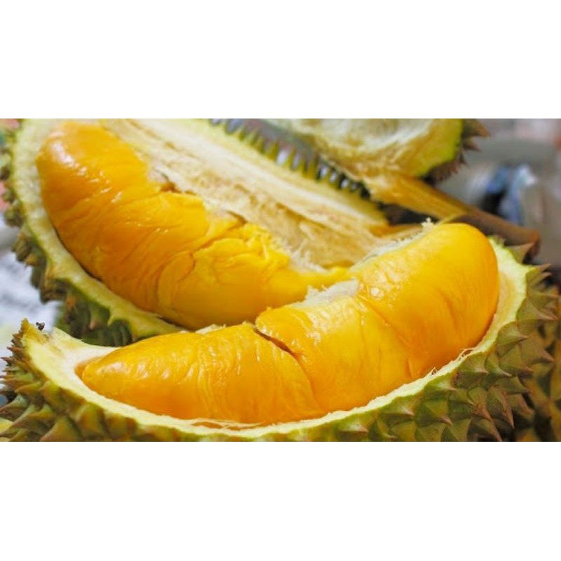 CÂY GIỐNG SẦU RIÊNG RI6 ( CÂY GHÉP VHO TRÁI SỚM )