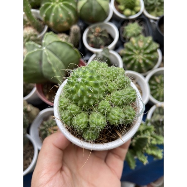 XƯƠNG RỒNG BÔNG CẢI XANH