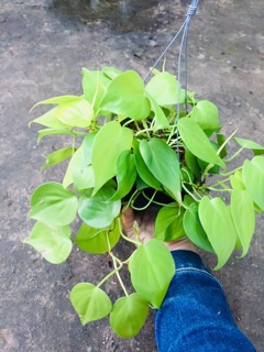 TRẦU BÀ TIM VÀNG GÁO DỪA