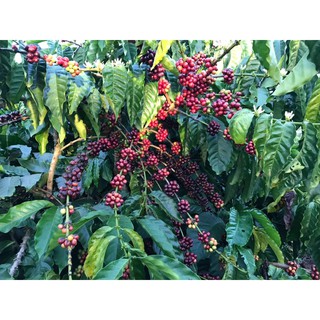 Cà phê rang mộc 100% Robusta gói 500gr