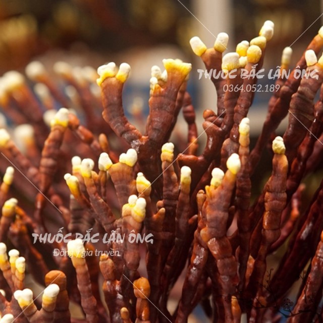 Nấm Linh Chi Sừng Hươu 1kg