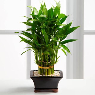 Combo 10 Nhánh cây Phát Lộc xanh cao 40cm (từng nhánh lẻ}