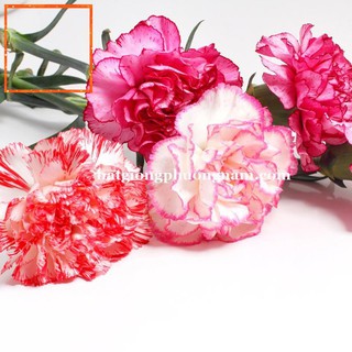 100H - HẠT GIỐNG HOA CẨM CHƯỚNG KÉP MIX Hạt Giống Nông Trại Xanh