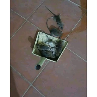 thuốc diệt chuột dạng viên thái lan