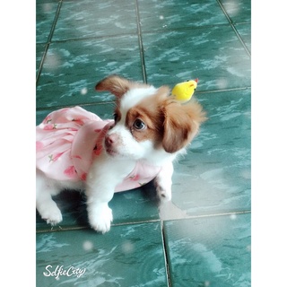 kẹp tóc gà vịt bông dễ thương cho thú cưng