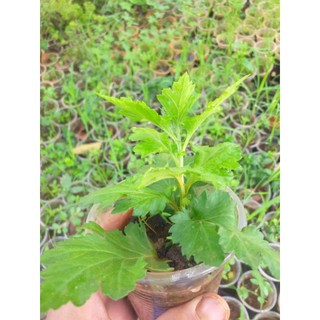 Cúc Cổ Đổi Màu