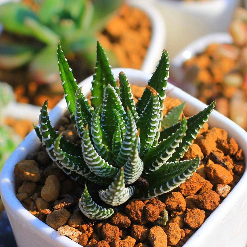 SEN ĐÁ MÓNG RỒNG (SIÊU XINH, DỄ TRỒNG, ĐÃ THUẦN KHÍ HẬU)