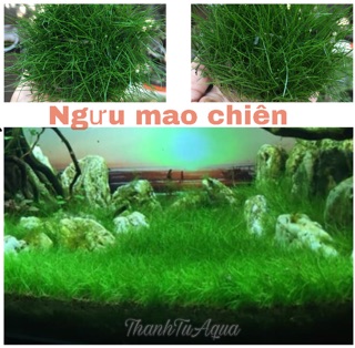 Cây thủy sinh các loại