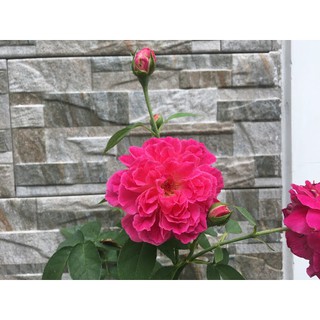 [Cây giống hoa] Hồng leo tường vy chậu C8 - Nông Trại Của Thỏ 730.
