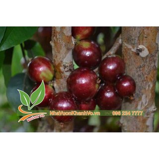 Hạt giống nho thân gỗ đỏ  12 vụ