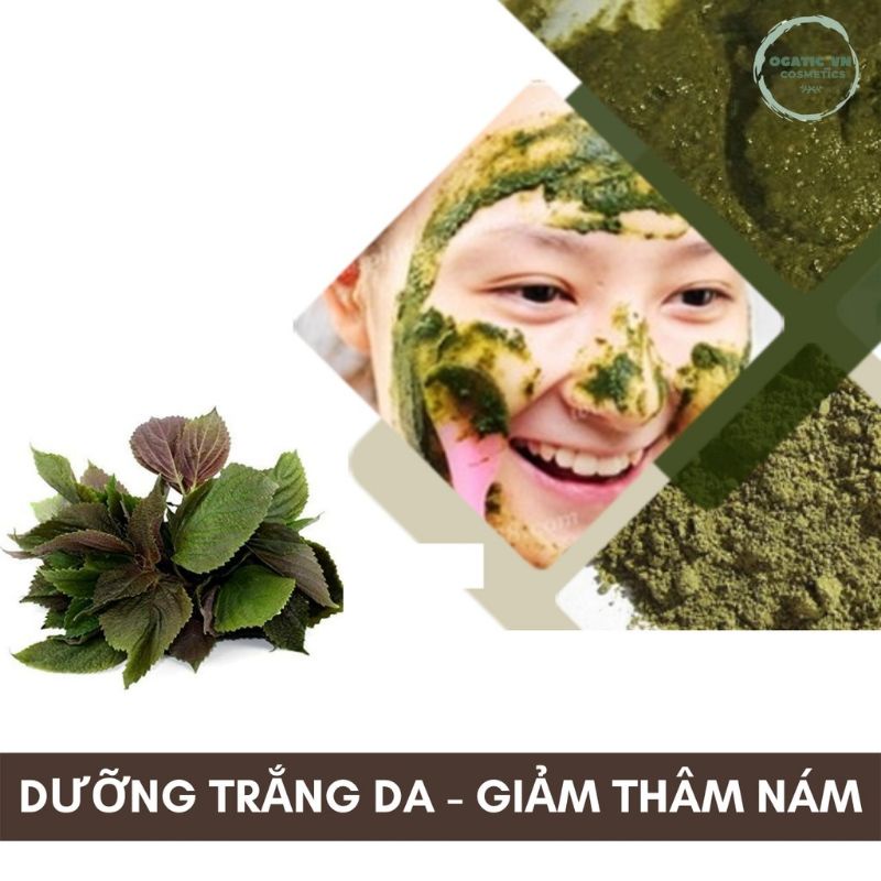 Bột Lá Tía Tô (nguyên chất 100% hộp 500gr)