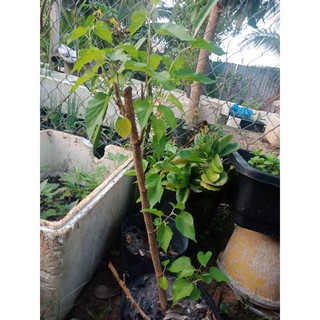 Combo 10 Nhánh dâu tằm tươi (100% nảy chồi)- hình nhà vườn Cây Đu Đủ