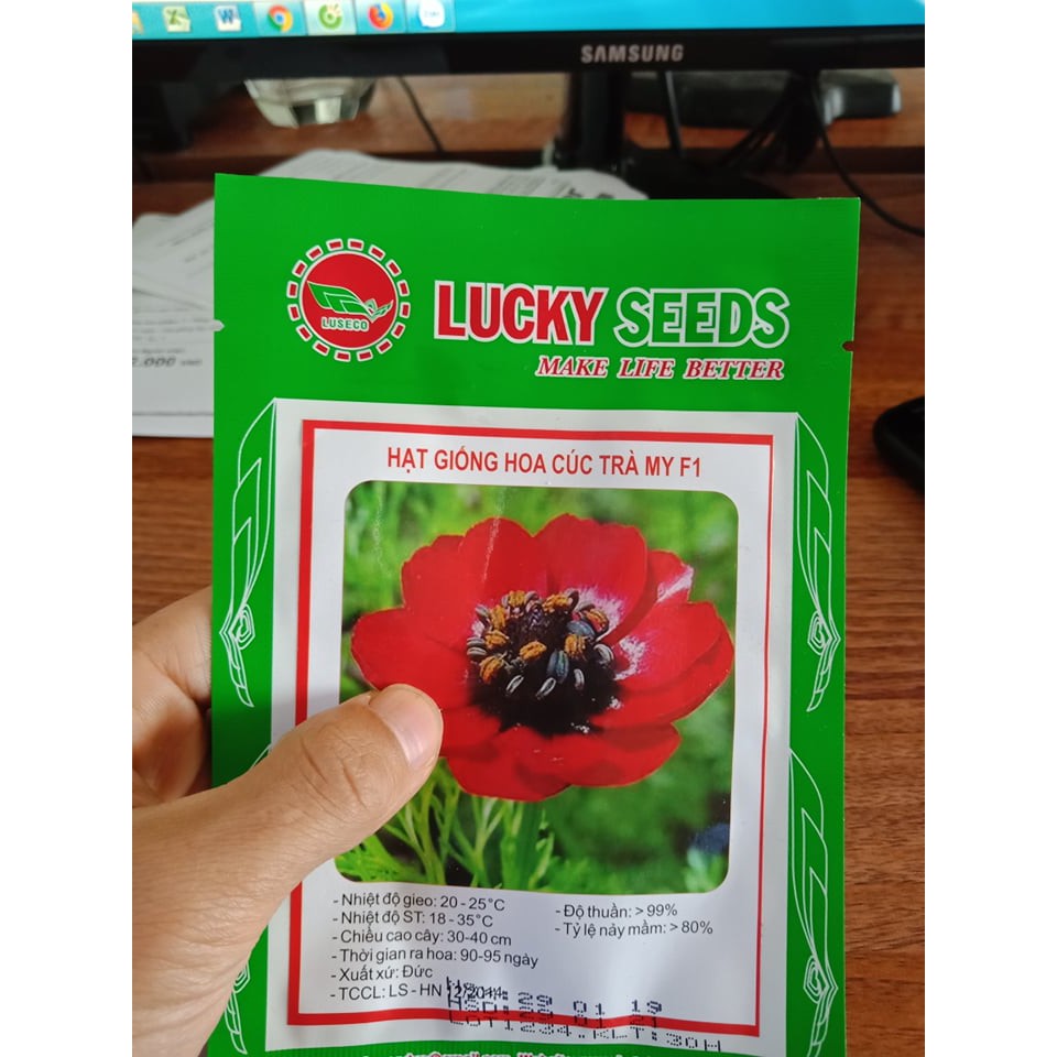 Hạt giống hoa cúc trà my F1 LUCKY SEEDS