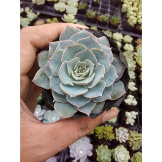 sen đá hồng phấn