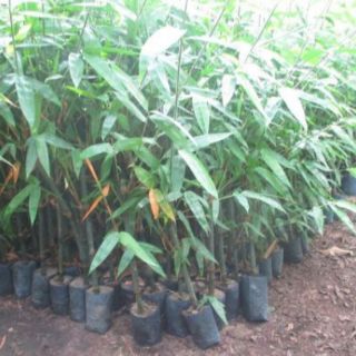 Cây tre mạnh tông