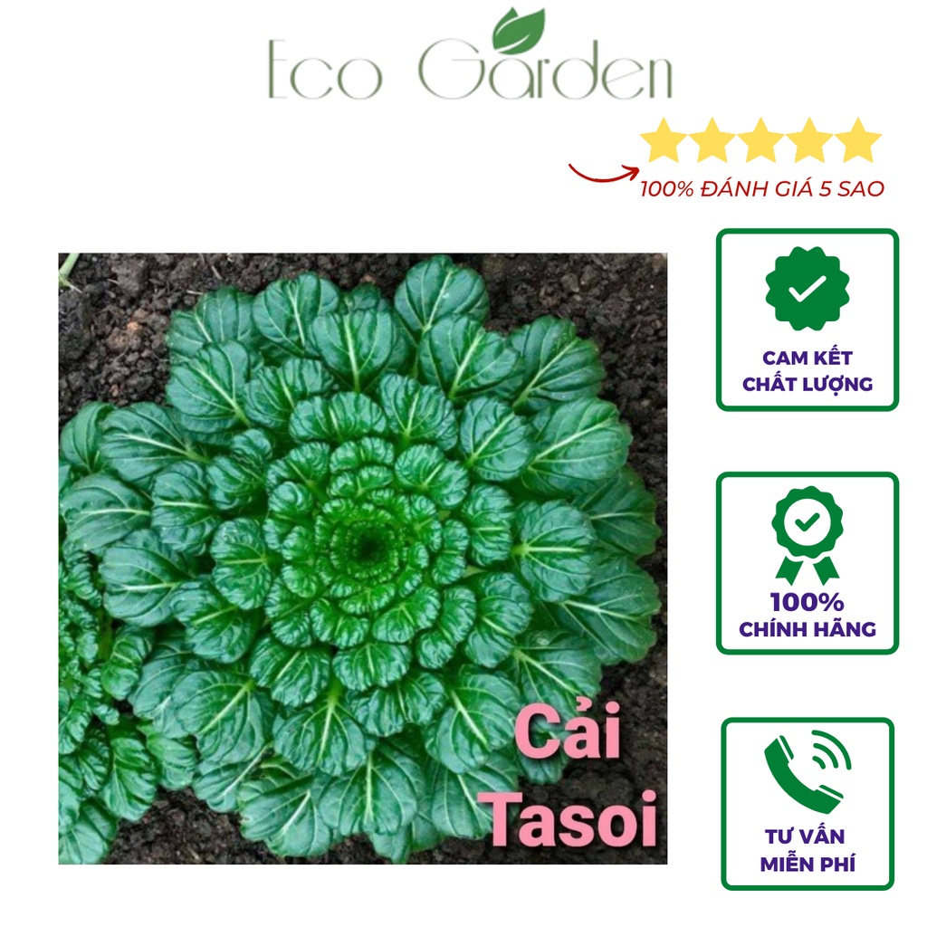 Hạt giống cải hoa hồng Tatsoi chịu nhiệt nhập Mỹ - Johnny's Seeds