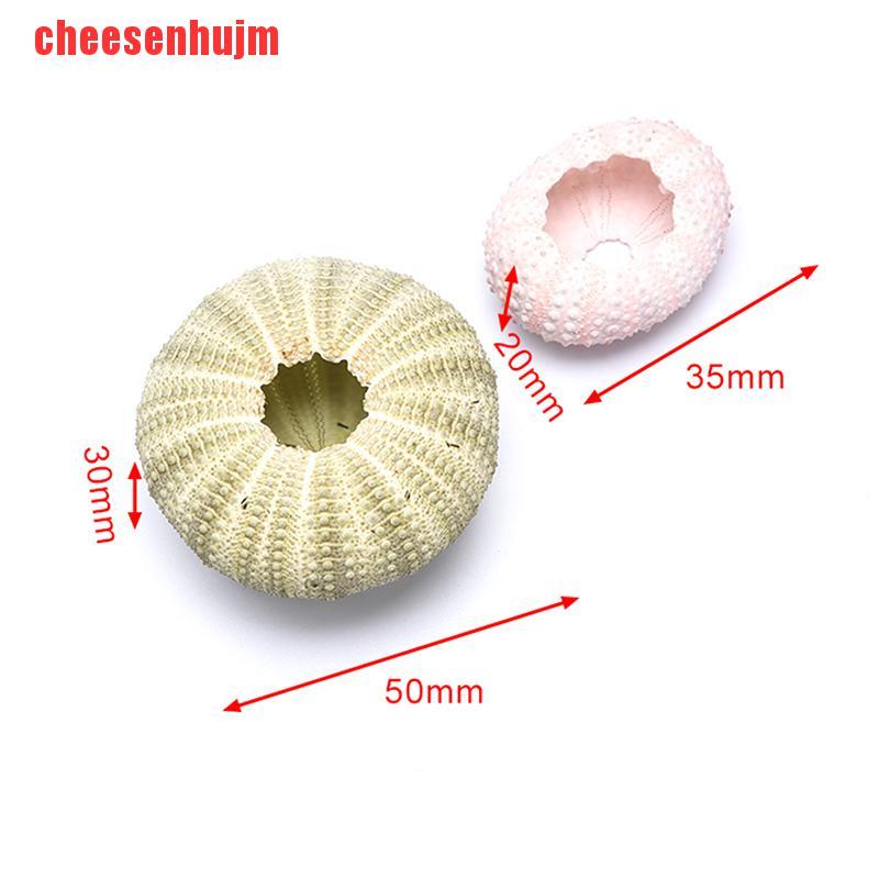 Chậu hoa hình nhím biển tự nhiên trang trí nội thất | BigBuy360 - bigbuy360.vn