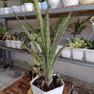 lưỡi mèo cây giống