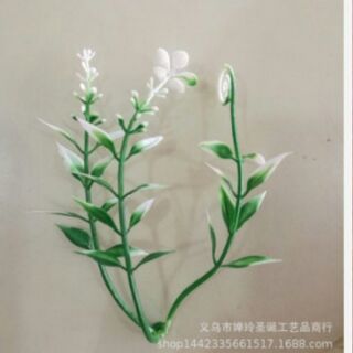 1 kg cỏ điểm