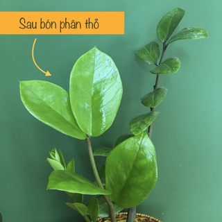 Combo 3 bịch phân Thỏ khô nguyên hạt bón cây