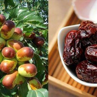 Cây hồng táo,táo đỏ tân cương