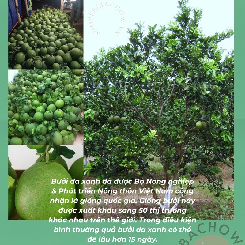 [ GIA TRUYỀN & SIÊU MỌC TÓC ] TINH DẦU BƯỞI NGUYÊN CHẤT 100% HANDMADE SOFT&SMOOTH | BigBuy360 - bigbuy360.vn