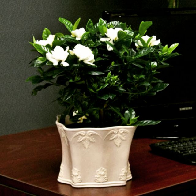 Hoa Lài Tiểu Thơ....