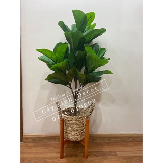 Bàng Singapore 1m (loại đẹp)ko kèm chậu sứ