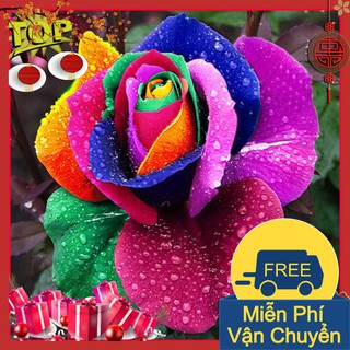 Combo 2 Gói Hạt Giống Hoa Hồng 7 Sắc