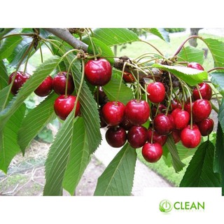Hạt giống Anh đào (Cherry) (10 hạt)