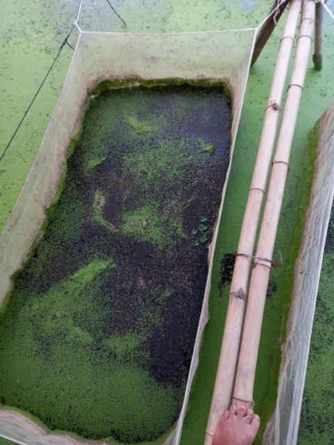 Tráng nuôi ốc nhồi mới nở - 2x1x1